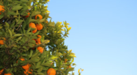 a tree bearing oranges