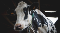 black and white cow on a farm with tags in its ears