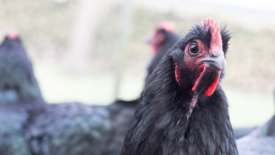 black chicken up close