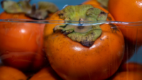 browning tomato in plastic container