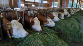 cattle eating grass on a farm