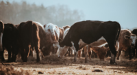 cattle grazing on hay