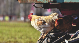 chicken hanging out on some equipment