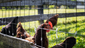 chicken in outdoor pen