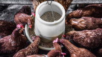 chickens eating feed