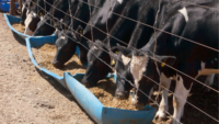 cows eating from a trough on a farm