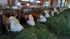 cows eating in cages