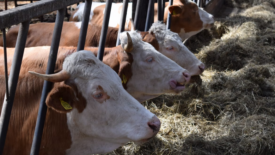 cows in a pen