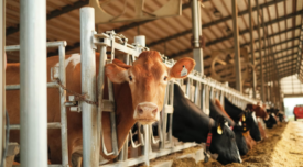 cows on a dairy farm