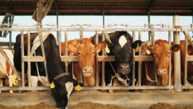 cows on a farm