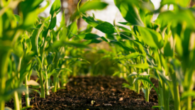 crops sprouting from the ground