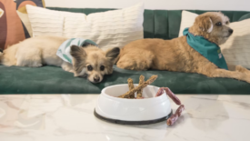 dogs in front of raw pet food in bowl