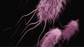 e coli rendering