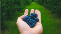 hand holding blueberries on farm