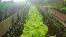 lettuce growing next to other crops