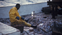 man on a commercial fishing boat