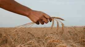 person holding stalk of wheat in a wheat field