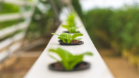 plants growing hydroponically