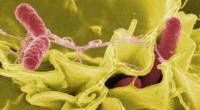 rendering of salmonella bacteria