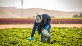 person testing in romaine field 