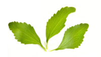 stevia leaves