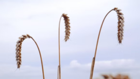 wilting wheat crops