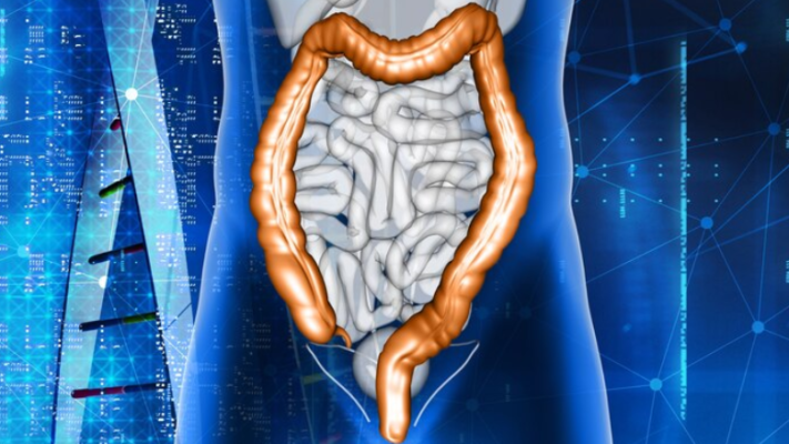 3D rendering of human anatomy highlighting the colon