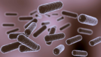 3d rendering of rod shaped bacteria