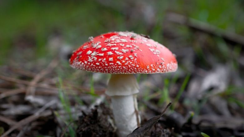 Amanita muscaria 