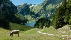 Swiss mountian valley with cow grazing in foreground