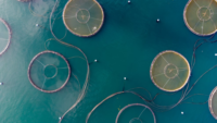 aerial view of a fish farm