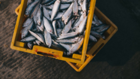 aerial view of fish-filled crates