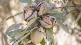 almonds on tree ready to harvest