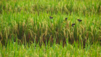 birds among rice crops