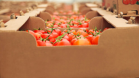 boxes of tomatoes