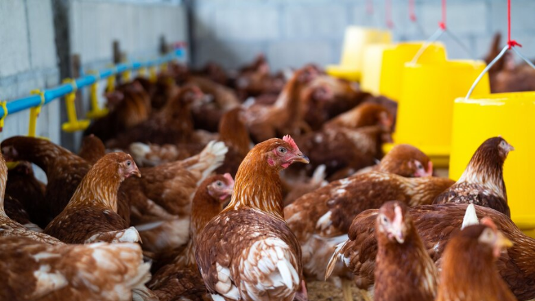 brown broiler hens in feeding area