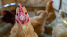 brown chicken looking directly into camera