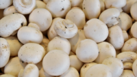 bunch of white mushrooms