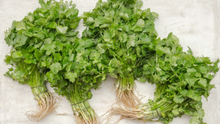 bunches of fresh cilantro 