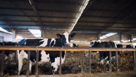 dairy cattle in barn