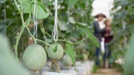 cantaloupe growing on vine