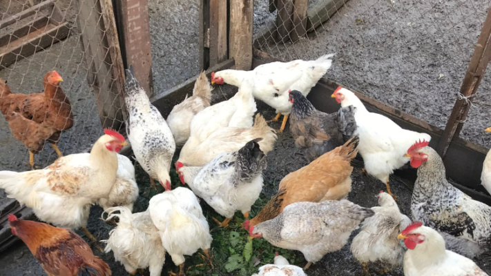 chicken enclosure