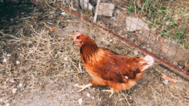 chicken on dirt next to chickenwire fence