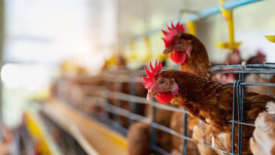 chickens sticking heads out of cages on poultry farm