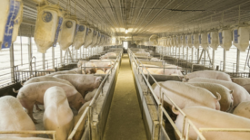 commercial swine farm