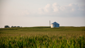 cornfield with silo in distance