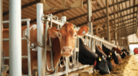 cow in feeding pen looking at camera