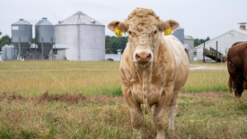 cow on farm with silo in background