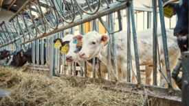 cows eating with heads through grate