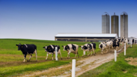 dairy cattle walking in a line on farm